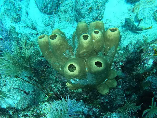 Esponja-marinha